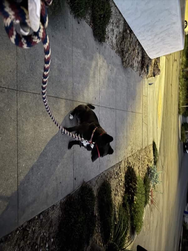 A picture of a black dog named Bowie sitting, taken on March 12 2026 at 6:35 am